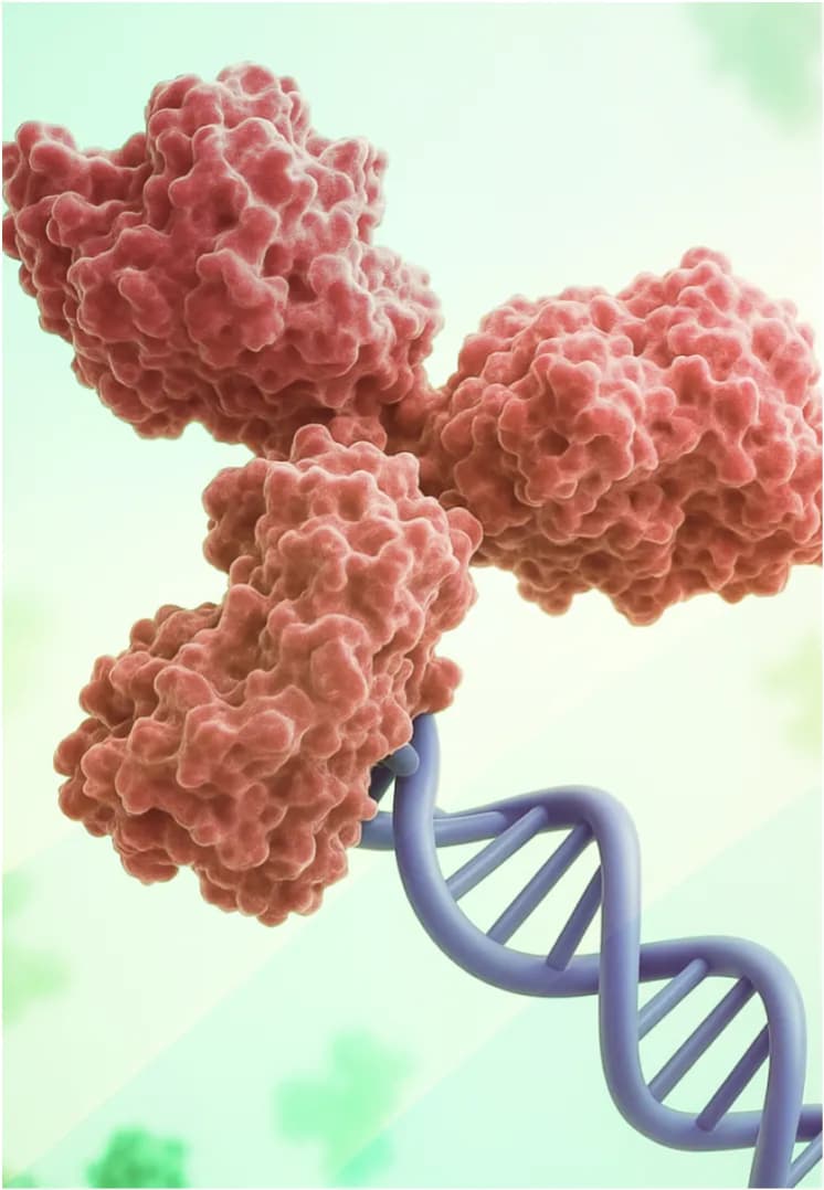 Antibody Oligonucleotide Conjugates